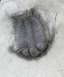 Two Beautiful Cyphaspides Trilobites - Jorf, Morocco (Special Price) #12249-3